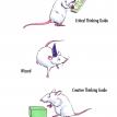 Decision Mouse designs